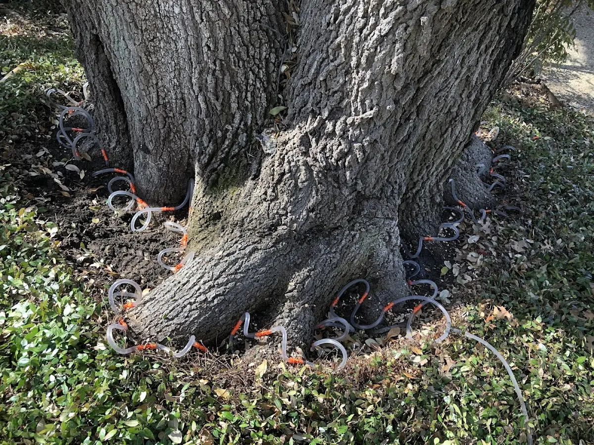 Detailed Shrub and Hedge Trimming job site in Leakey